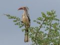Southern Red-billed Hornbill - Pongola Nature Reserve, Pongola ZA-KwaZulu-Natal -27.32294, 31.89587, KwaZulu-Natal, South Africa, Dec 7, 2024