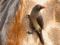 Red-billed Oxpecker - uMkhuze Game Reserve, Mkuze ZA-KwaZulu-Natal -27.60021, 32.29576, Kwazulu-Natal, South Africa, Dec 8, 2024 Red-billed Oxpecker - uMkhuze Game Reserve, Mkuze ZA-KwaZulu-Natal -27.60021, 32.29576, Kwazulu-Natal, South Africa, Dec 8, 2024