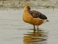 Fulvous Whistling-Duck - Black-headed Heron - Strandfontein WTP, Western Cape, ZA on Mon Nov 25, 2024 Fulvous Whistling-Duck - Black-headed Heron - Strandfontein WTP, Western Cape, ZA on Mon Nov 25, 2024