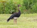 Spur-winged Goose - Pietermaritzburg--Darvill Resources Park, Kwazulu-Natal, South Africa, Dec 14, 2024 Spur-winged Goose - Pietermaritzburg--Darvill Resources Park, Kwazulu-Natal, South Africa, Dec 14, 2024