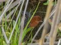 Red-chested Flufftail - Wakkerstroom Wetland NR Bridge Causeway, Mpumalanga , South Africa, Dec 6, 2024 Red-chested Flufftail - Wakkerstroom Wetland NR Bridge Causeway, Mpumalanga , South Africa, Dec 6, 2024