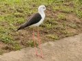 Black-winged Stilt - Pietermaritzburg--Darvill Resources Park, Kwazulu-Natal, South Africa, Dec 14, 2024