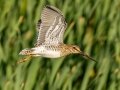 African Snipe - Van Riebeeck, Wakkerstroom ZA-MP -27.34751, 30.15071, Mpumalanga , South Africa, Dec 6, 2024 African Snipe - Van Riebeeck, Wakkerstroom ZA-MP -27.34751, 30.15071, Mpumalanga , South Africa, Dec 6, 2024