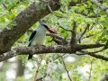 Woodland Kingfisher - Pongola Nature Reserve, Pongola ZA-KwaZulu-Natal -27.32294, 31.89587, KwaZulu-Natal, South Africa, Dec 7, 2024 Woodland Kingfisher - Pongola Nature Reserve, Pongola ZA-KwaZulu-Natal -27.32294, 31.89587, KwaZulu-Natal, South Africa, Dec 7, 2024