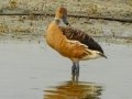 Fulvous Whistling-Duck - Black-headed Heron - Strandfontein WTP, Western Cape, ZA on Mon Nov 25, 2024 Fulvous Whistling-Duck - Black-headed Heron - Strandfontein WTP, Western Cape, ZA on Mon Nov 25, 2024