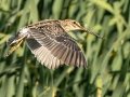 African Snipe - Van Riebeeck, Wakkerstroom ZA-MP -27.34751, 30.15071, Mpumalanga , South Africa, Dec 6, 2024 African Snipe - Van Riebeeck, Wakkerstroom ZA-MP -27.34751, 30.15071, Mpumalanga , South Africa, Dec 6, 2024