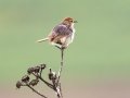 Levaillants Cisticola - Pietermaritzburg--Darvill Resources Park, Kwazulu-Natal, South Africa, Dec 14, 2024 Levaillants Cisticola - Pietermaritzburg--Darvill Resources Park, Kwazulu-Natal, South Africa, Dec 14, 2024