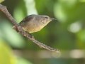 Southern Double-collared Sunbird - Hout Bay Harbour, Western Cape, ZA, Nov 24, 2024 Southern Double-collared Sunbird - Hout Bay Harbour, Western Cape, ZA, Nov 24, 2024