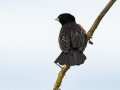 Fan-tailed Widowbird - Pietermaritzburg--Darvill Resources Park, Kwazulu-Natal, South Africa, Dec 14, 2024 Fan-tailed Widowbird - Pietermaritzburg--Darvill Resources Park, Kwazulu-Natal, South Africa, Dec 14, 2024
