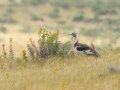 Denhams Bustard - Sandberg Nature Reserve, Overstrand, Greater Hermanus ZA-Western Cape (-34.5774,19.6936), Western Cape, ZA on Tue Nov 26, 2024 Denhams Bustard - Sandberg Nature Reserve, Overstrand, Greater Hermanus ZA-Western Cape (-34.5774,19.6936), Western Cape, ZA on Tue Nov 26, 2024