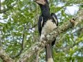 Trumpeter Hornbill - Simangaliso WP--Eastern Shores, Kwazulu-Natal, South Africa, Dec 10, 2024