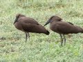 Hamerkop - Pongola Nature Reserve, Pongola ZA-KwaZulu-Natal -27.32294, 31.89587, KwaZulu-