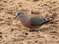 Emerald-spotted Wood-Dove - uMkhuze Game Reserve, Mkuze ZA-KwaZulu-Natal -27.60021, 32.29576, Kwazulu-Natal, South Africa, Dec 8, 2024 Emerald-spotted Wood-Dove - uMkhuze Game Reserve, Mkuze ZA-KwaZulu-Natal -27.60021, 32.29576, Kwazulu-Natal, South Africa, Dec 8, 2024