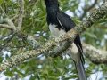 Trumpeter Hornbill - Simangaliso WP--Eastern Shores, Kwazulu-Natal, South Africa, Dec 10, 2024 Trumpeter Hornbill - Simangaliso WP--Eastern Shores, Kwazulu-Natal, South Africa, Dec 10, 2024