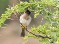 Common Bulbul - uMkhuze Game Reserve, Mkuze ZA-KwaZulu-Natal -27.60021, 32.29576, Kwazulu-Natal, South Africa, Dec 8, 2024 Common Bulbul - uMkhuze Game Reserve, Mkuze ZA-KwaZulu-Natal -27.60021, 32.29576, Kwazulu-Natal, South Africa, Dec 8, 2024
