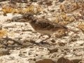 Large-billed Lark - Tankwa Karoo Road R355, Ceres ZA-WC -32.89103, 19.76950, Western Cape, ZA on Thu Nov 28, 2024 Large-billed Lark - Tankwa Karoo Road R355, Ceres ZA-WC -32.89103, 19.76950, Western Cape, ZA on Thu Nov 28, 2024