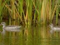 Cape Teal - Strandfontein WTP, Western Cape, ZA on Mon Nov 25, 2024 Cape Teal - Strandfontein WTP, Western Cape, ZA on Mon Nov 25, 2024