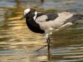 Blacksmith Lapwing - Intaka Island, Western Cape, South Africa, Nov 23, 2024 Blacksmith Lapwing - Intaka Island, Western Cape, South Africa, Nov 23, 2024