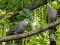 Red-eyed Doves- Karkloof--Benvie Farm, Kwazulu-Natal, ZA, Dec 12, 2024 Red-eyed Doves- Karkloof--Benvie Farm, Kwazulu-Natal, ZA, Dec 12, 2024