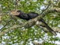 Trumpeter Hornbill - Simangaliso WP--Eastern Shores, Kwazulu-Natal, South Africa, Dec 10, 2024 Trumpeter Hornbill - Simangaliso WP--Eastern Shores, Kwazulu-Natal, South Africa, Dec 10, 2024