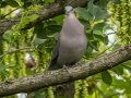 Red-eyed Dove - Karkloof--Benvie Farm, Kwazulu-Natal, ZA, Dec 12, 2024 Red-eyed Dove - Karkloof--Benvie Farm, Kwazulu-Natal, ZA, Dec 12, 2024