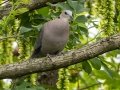 Red-eyed Dove - Karkloof--Benvie Farm, Kwazulu-Natal, ZA, Dec 12, 2024 Red-eyed Dove - Karkloof--Benvie Farm, Kwazulu-Natal, ZA, Dec 12, 2024