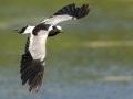 Blacksmith Lapwing - Intaka Island, Western Cape, South Africa, Nov 23, 2024 Blacksmith Lapwing - Intaka Island, Western Cape, South Africa, Nov 23, 2024