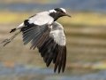 Blacksmith Lapwing - Intaka Island, Western Cape, South Africa, Nov 23, 2024 Blacksmith Lapwing - Intaka Island, Western Cape, South Africa, Nov 23, 2024