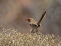 Rufous-eared Warbler- Tankwa Karoo Road R355, Ceres ZA-WC -32.89103, 19.76950, Western Cape, ZA on Thu Nov 28, 2024 Rufous-eared Warbler- Tankwa Karoo Road R355, Ceres ZA-WC -32.89103, 19.76950, Western Cape, ZA on Thu Nov 28, 2024