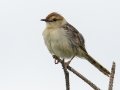 Levaillants Cisticola - Pietermaritzburg--Darvill Resources Park, Kwazulu-Natal, South Africa, Dec 14, 2024 Levaillants Cisticola - Pietermaritzburg--Darvill Resources Park, Kwazulu-Natal, South Africa, Dec 14, 2024