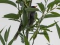 Bush Blackcap - Sani Pass Road, Dr. Nkosazana Dlamini Zuma ZA-KZN -29.62098, 29.38952, Kwazulu-Natal,. Soouth Africa, Dec 13, 2024 Bush Blackcap - Sani Pass Road, Dr. Nkosazana Dlamini Zuma ZA-KZN -29.62098, 29.38952, Kwazulu-Natal,. Soouth Africa, Dec 13, 2024
