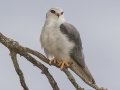 Black-winged Kite (African) - Sandberg Nature Reserve, Overstrand, Greater Hermanus ZA-Western Cape (-34.5774,19.6936), Western Cape, ZA on Tue Nov 26, 2024 Black-winged Kite (African) - Sandberg Nature Reserve, Overstrand, Greater Hermanus ZA-Western Cape (-34.5774,19.6936), Western Cape, ZA on Tue Nov 26, 2024