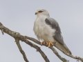 Black-winged Kite (African) - Sandberg Nature Reserve, Overstrand, Greater Hermanus ZA-Western Cape (-34.5774,19.6936), Western Cape, ZA on Tue Nov 26, 2024 Black-winged Kite (African) - Sandberg Nature Reserve, Overstrand, Greater Hermanus ZA-Western Cape (-34.5774,19.6936), Western Cape, ZA on Tue Nov 26, 2024
