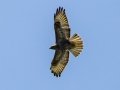 Jackal Buzzard - Kirstenbosch Botanical Garden, Western Cape, ZA, Nov 24, 2024 Jackal Buzzard - Kirstenbosch Botanical Garden, Western Cape, ZA, Nov 24, 2024