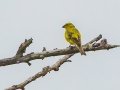 Brimstone Canary - Sani Pass Road, Dr. Nkosazana Dlamini Zuma ZA-KZN -29.62098, 29.38952, Kwazulu-Natal,. Soouth Africa, Dec 13, 2024 Brimstone Canary - Sani Pass Road, Dr. Nkosazana Dlamini Zuma ZA-KZN -29.62098, 29.38952, Kwazulu-Natal,. Soouth Africa, Dec 13, 2024