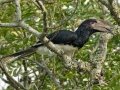 Trumpeter Hornbill - Simangaliso WP--Eastern Shores, Kwazulu-Natal, South Africa, Dec 10, 2024 Trumpeter Hornbill - Simangaliso WP--Eastern Shores, Kwazulu-Natal, South Africa, Dec 10, 2024