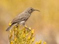 Dusky Sunbird - Tankwa Karoo Road R355, Ceres ZA-WC -32.89103, 19.76950, Western Cape, ZA on Thu Nov 28, 2024 Dusky Sunbird - Tankwa Karoo Road R355, Ceres ZA-WC -32.89103, 19.76950, Western Cape, ZA on Thu Nov 28, 2024