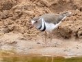 Three-banded Plover - uMkhuze Game Reserve, Mkuze ZA-KwaZulu-Natal -27.60021, 32.29576, Kwazulu-Natal, South Africa, Dec 8, 2024 Three-banded Plover - uMkhuze Game Reserve, Mkuze ZA-KwaZulu-Natal -27.60021, 32.29576, Kwazulu-Natal, South Africa, Dec 8, 2024