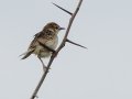 Rufous-winged Cisticola - Pietermaritzburg--Darvill Resources Park, Kwazulu-Natal, South Afric, Dec 14, 2024 Rufous-winged Cisticola - Pietermaritzburg--Darvill Resources Park, Kwazulu-Natal, South Afric, Dec 14, 2024
