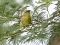 Village Weaver - Pietermaritzburg--Darvill Resources Park, Kwazulu-Natal, South Africa, Dec 14, 2024 Village Weaver - Pietermaritzburg--Darvill Resources Park, Kwazulu-Natal, South Africa, Dec 14, 2024