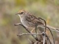 Gray-backed Cisticola (Red-headed) - Sandberg Nature Reserve, Overstrand, Greater Hermanus ZA-Western Cape (-34.5774,19.6936), Western Cape, ZA on Tue Nov 26, 2024 Gray-backed Cisticola (Red-headed) - Sandberg Nature Reserve, Overstrand, Greater Hermanus ZA-Western Cape (-34.5774,19.6936), Western Cape, ZA on Tue Nov 26, 2024