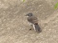 Cape Wagtail- Pietermaritzburg--Darvill Resources Park, Kwazulu-Natal, South Afric, Dec 14, 2024 Cape Wagtail- Pietermaritzburg--Darvill Resources Park, Kwazulu-Natal, South Afric, Dec 14, 2024