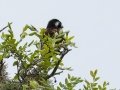 White-eared Barbet - Big Five Hlabisa Rural, Big Five Hlabisa ZA-KZN -27.90518, 32.36065, Kwazulu-Natal, South Africa, Dec 8, 2024 White-eared Barbet - Big Five Hlabisa Rural, Big Five Hlabisa ZA-KZN -27.90518, 32.36065, Kwazulu-Natal, South Africa, Dec 8, 2024