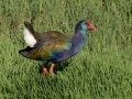 African Swamphen - Wakkerstroom Wetland NR Bridge Causeway, Mpumalanga , South Africa, Dec 6, 2024 African Swamphen - Wakkerstroom Wetland NR Bridge Causeway, Mpumalanga , South Africa, Dec 6, 2024