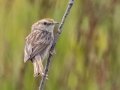 Gray-backed Cisticola (Red-headed) - Sandberg Nature Reserve, Overstrand, Greater Hermanus ZA-Western Cape (-34.5774,19.6936), Western Cape, ZA on Tue Nov 26, 2024 Gray-backed Cisticola (Red-headed) - Sandberg Nature Reserve, Overstrand, Greater Hermanus ZA-Western Cape (-34.5774,19.6936), Western Cape, ZA on Tue Nov 26, 2024
