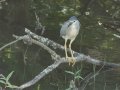 Black-crowned Night Heron - Amersfoort Road, Dr.Pixley Ka Isaka Seme Rural, Volksrust ZA-MP -27.26017, 30.11059, Mpumalanga, South Africa, Dec 6, 2024 Black-crowned Night Heron - Amersfoort Road, Dr.Pixley Ka Isaka Seme Rural, Volksrust ZA-MP -27.26017, 30.11059, Mpumalanga, South Africa, Dec 6, 2024