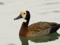 White-faced Whistling-Duck - Pietermaritzburg--Darvill Resources Park, Kwazulu-Natal, South Africa, Dec 14, 2024 White-faced Whistling-Duck - Pietermaritzburg--Darvill Resources Park, Kwazulu-Natal, South Africa, Dec 14, 2024