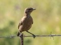 Southern Anteater-Chat - P332, Wakkerstroom ZA-MP -27.37436, 30.17691, Mpumalanga , South Africa, Dec 6, 2024 Southern Anteater-Chat - P332, Wakkerstroom ZA-MP -27.37436, 30.17691, Mpumalanga , South Africa, Dec 6, 2024