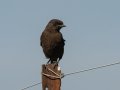 Southern Anteater-Chat - P332, Wakkerstroom ZA-MP -27.37436, 30.17691, Mpumalanga , South Africa, Dec 6, 2024 Southern Anteater-Chat - P332, Wakkerstroom ZA-MP -27.37436, 30.17691, Mpumalanga , South Africa, Dec 6, 2024