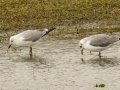 Gray-hooded Gull - Strandfontein WTP, Western Cape, ZA on Mon Nov 25, 2024 Gray-hooded Gull - Strandfontein WTP, Western Cape, ZA on Mon Nov 25, 2024